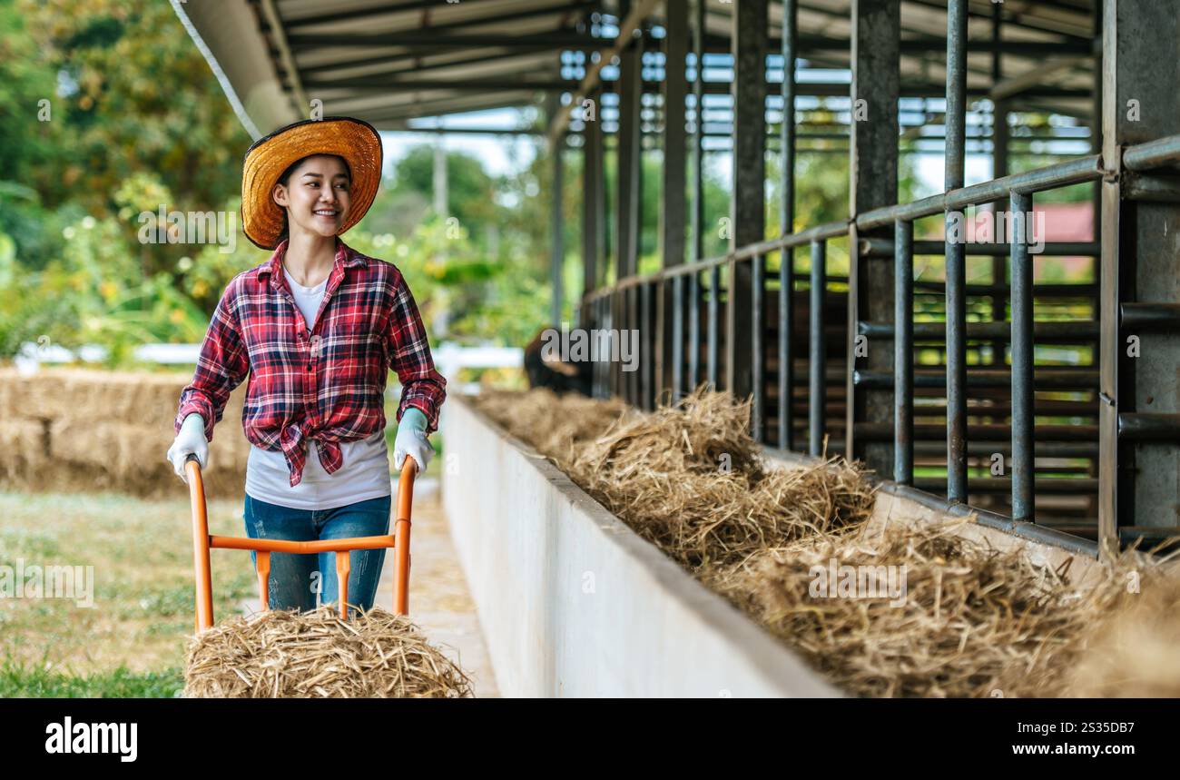 Portrait of Happy Asian farmer woman feeding cows in cowshed on dairy ...