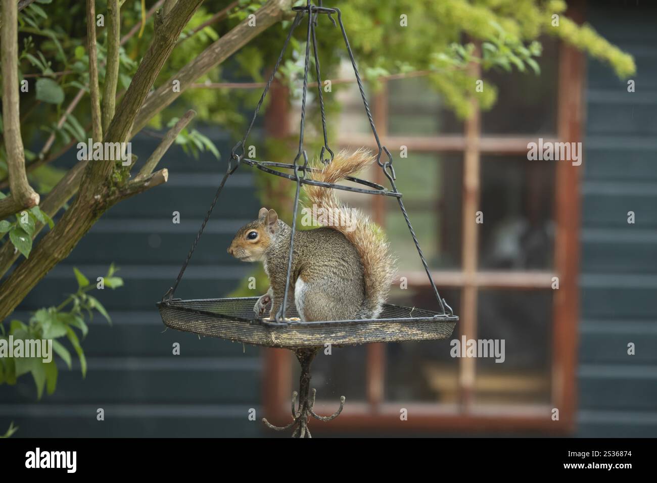 Grey squirrel (Sciurus carolinensis) adult animal on a hanging urban garden bird feeder, England, United Kingdom, Europe Stock Photo