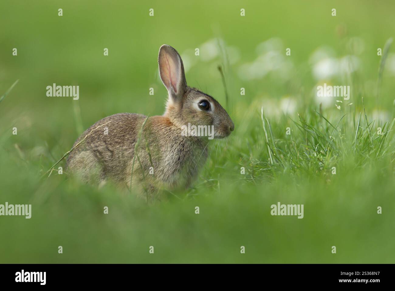 Wild Rabbit Britain Rabbit (Oryctolagus cuniculus) wild adult animal in grassland in the ...