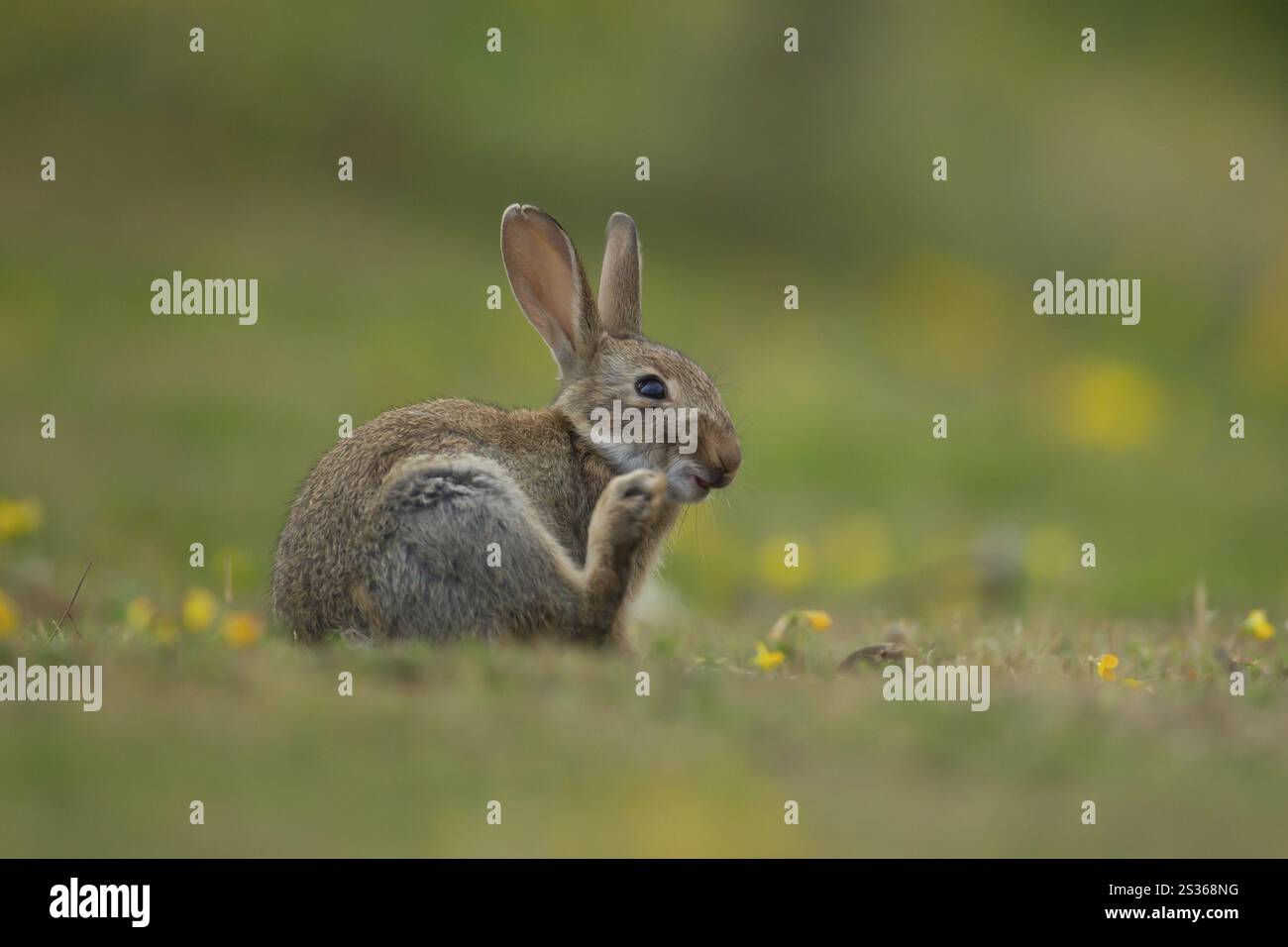 Wild Rabbit Britain Rabbit (Oryctolagus cuniculus) wild adult animal in grassland with ...