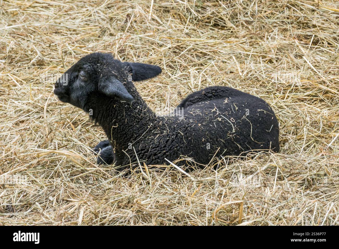 A black sheep lies on straw Austria Stock Photo