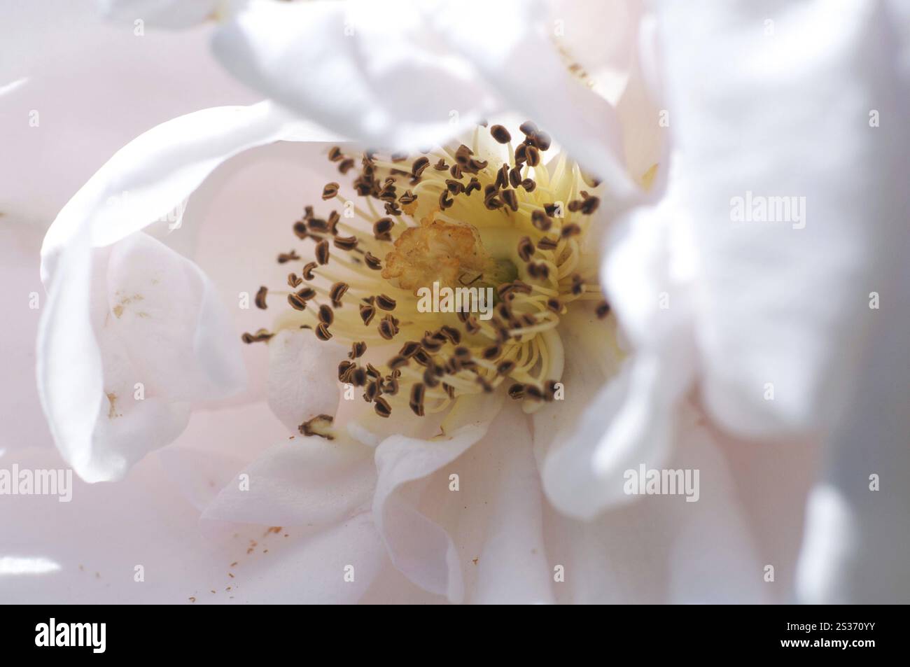 Climbing rose plant stand hi-res stock photography and images - Alamy