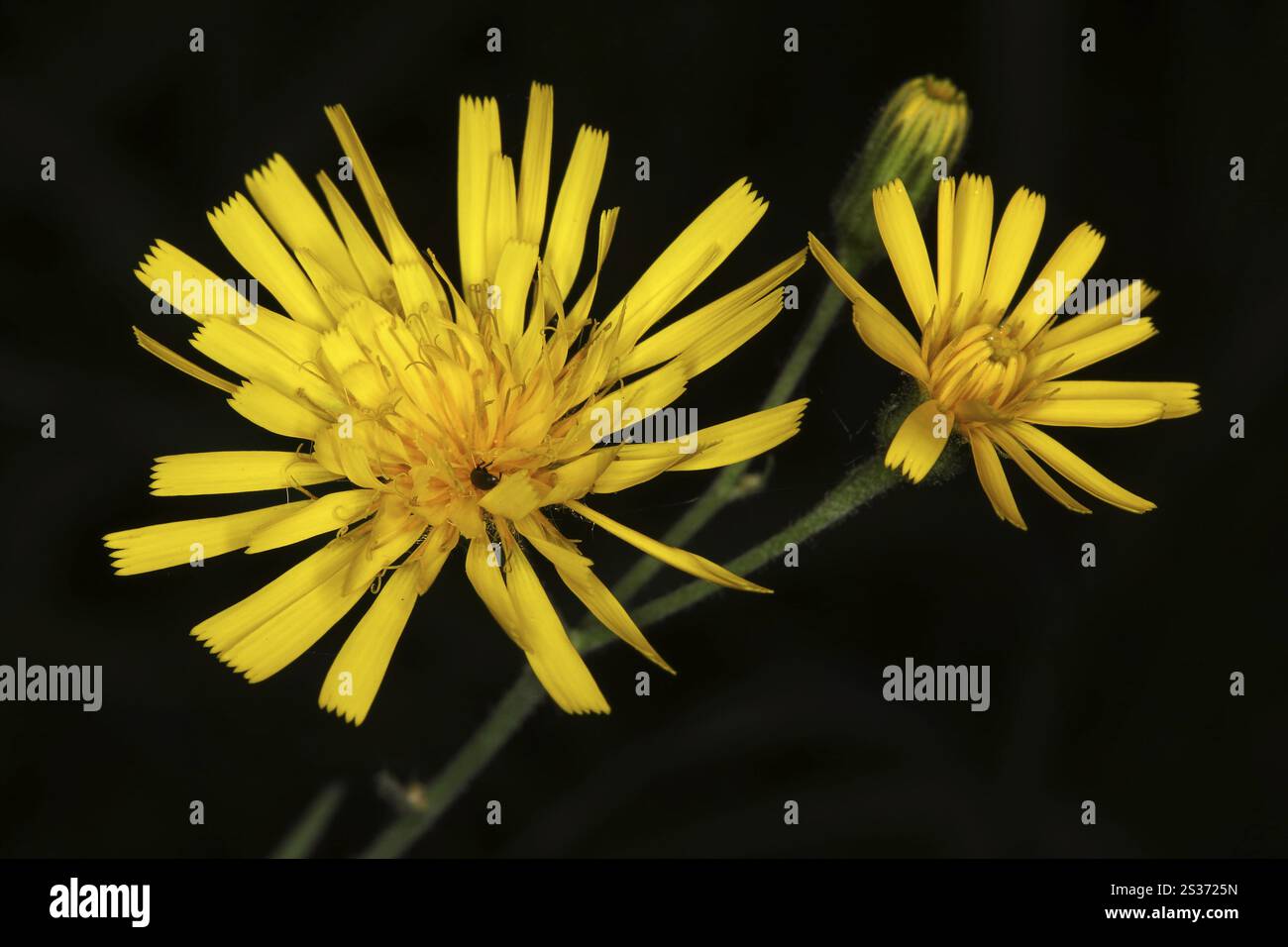 Forest hawkweed, Hieracium murorum syn. sylvaticum Stock Photo