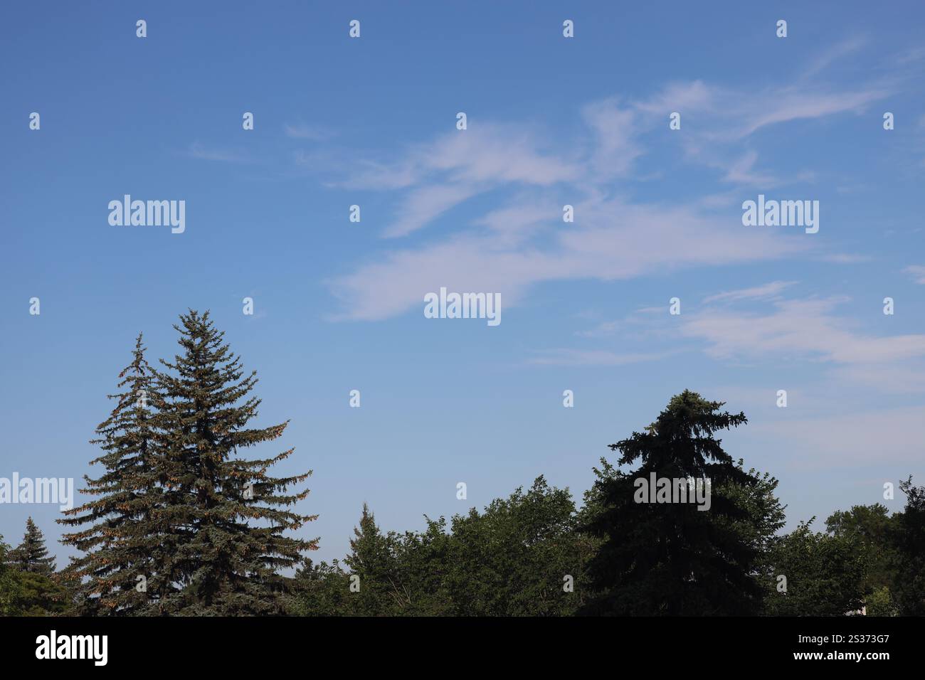 high thin clouds against deep blue sky above pines Stock Photo