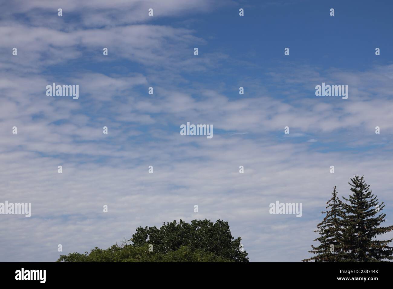 scattered thin white clouds against deep blue sky over trees Stock Photo