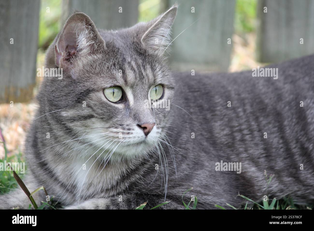 Cute and adorable gray tabby cat sitting on the grass Stock Photo - Alamy