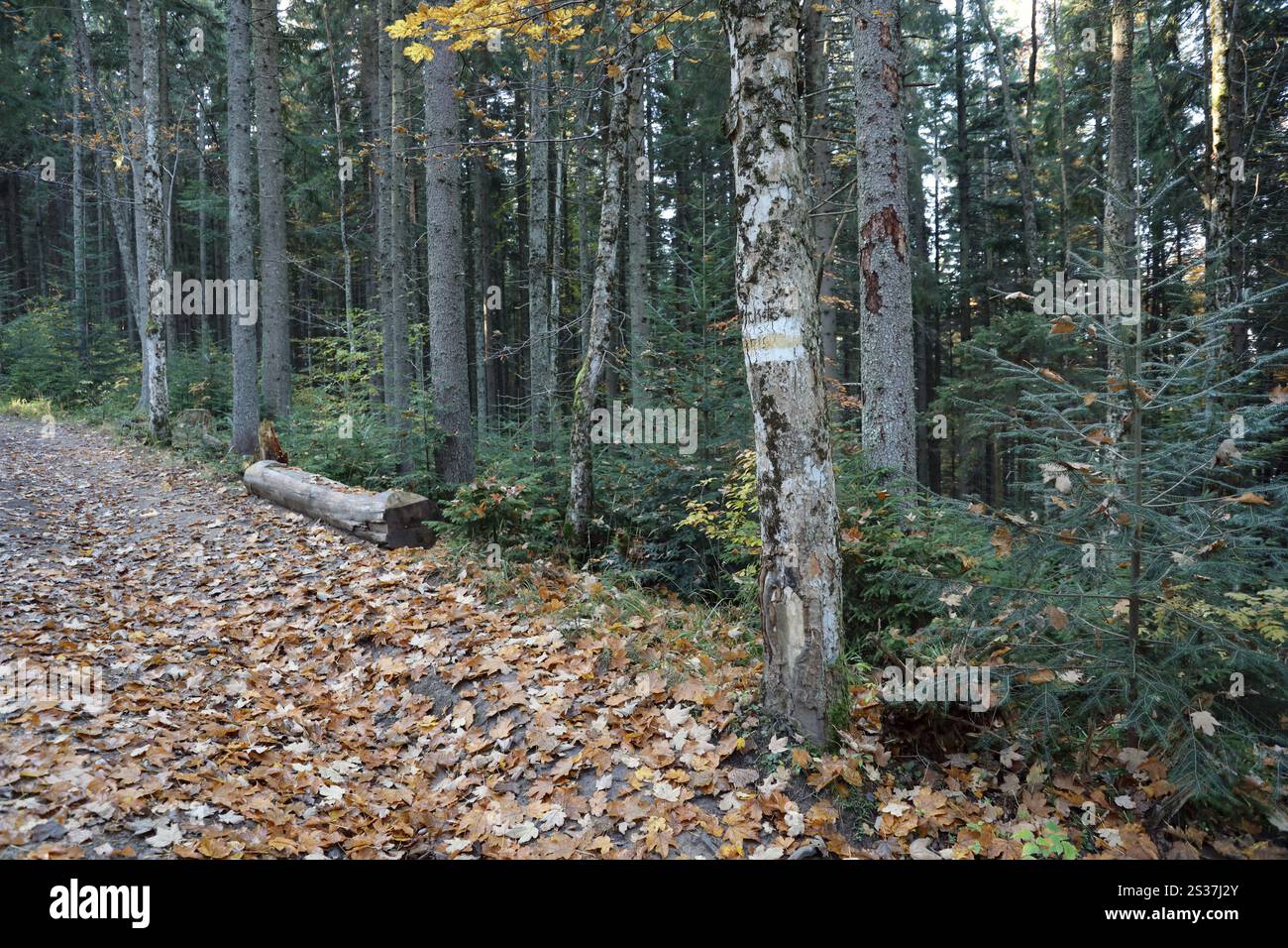 Yellow Guide Path Walking trail background. Yellow and white forest path on brown tree ...