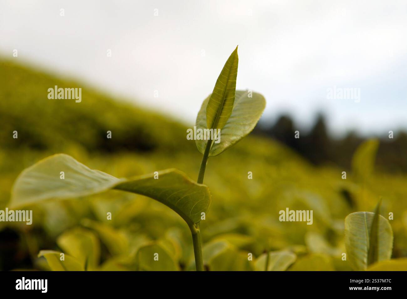 Landscape view of the Boh tea plantation in the hills of Cameron ...