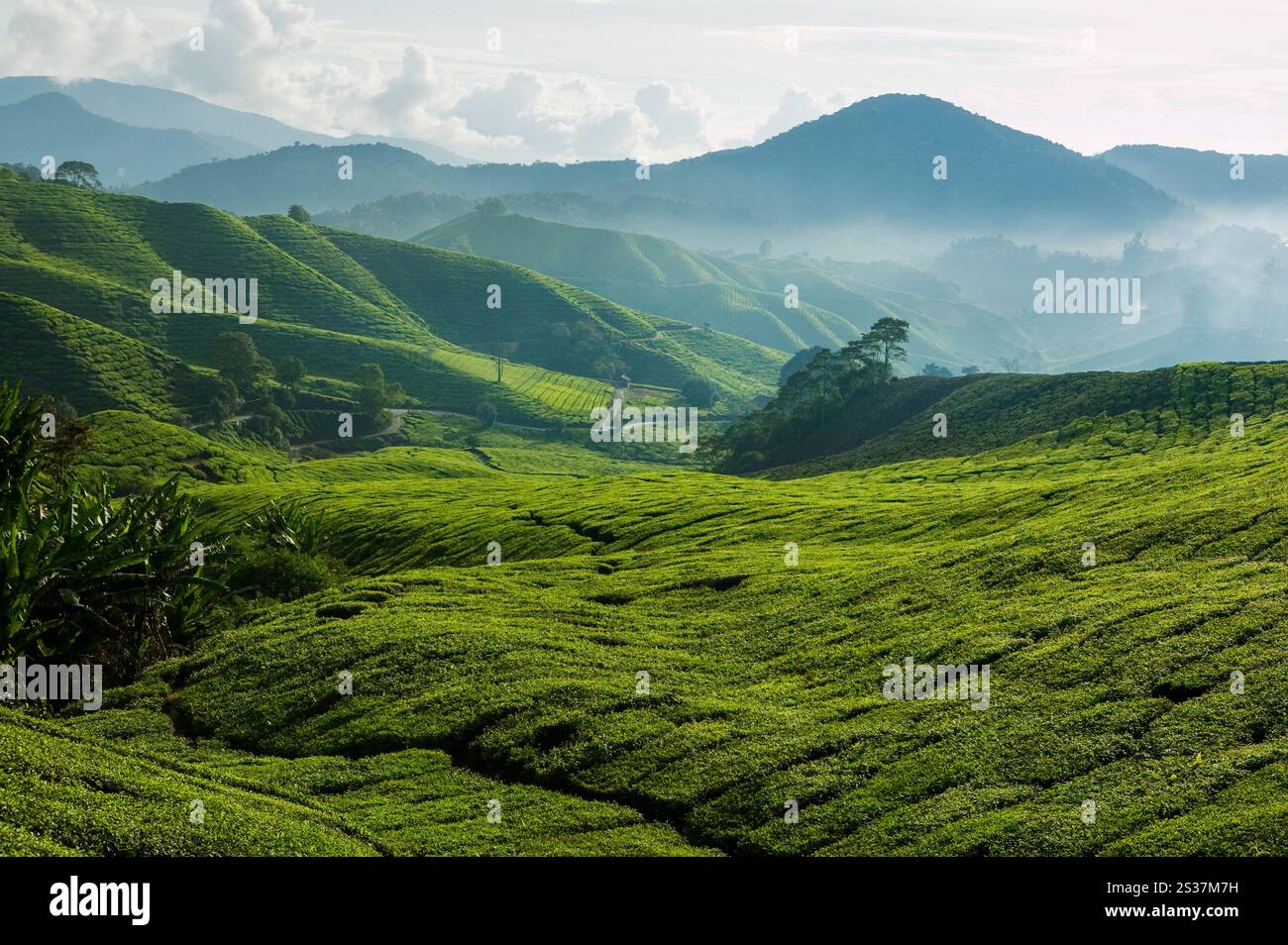 Landscape view of the Boh tea plantation in the hills of Cameron ...