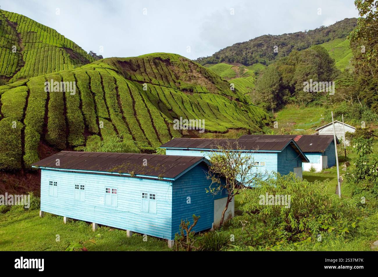 Landscape view of the Boh tea plantation in the hills of Cameron ...