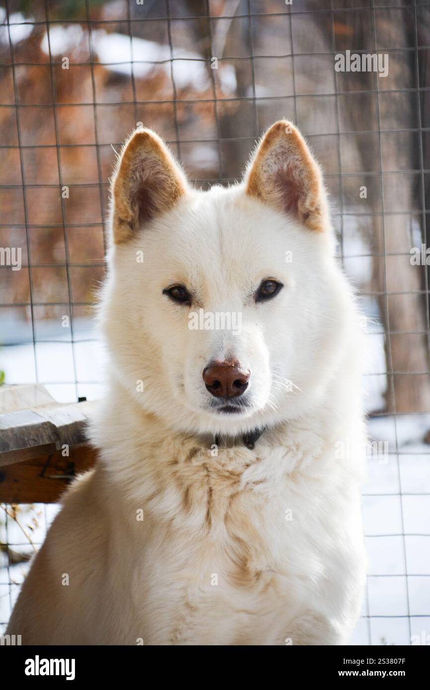 Husky dog sits and looks at the photographer. Portrait of a Husky ...
