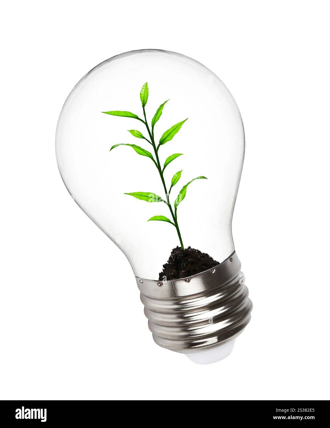 plant growing inside the light bulb isolated on white background. plant growing inside the light bulb Stock Photo