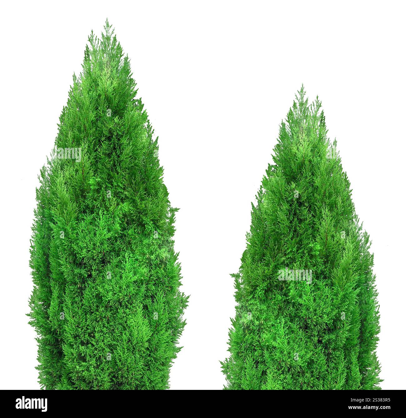 Lone oak tree on Cut Out Stock Images Pictures Alamy