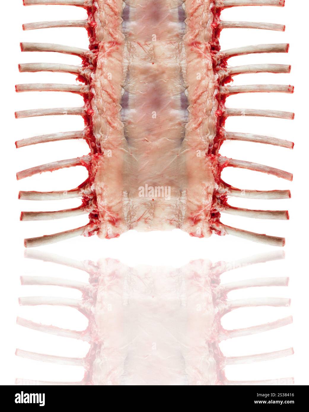 raw spare ribs isolated on white background. raw spare ribs Stock Photo ...