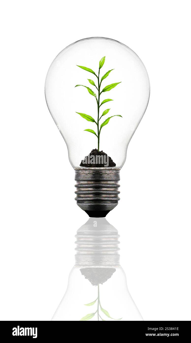plant growing inside the light bulb isolated on white background. plant growing inside the light bulb Stock Photo