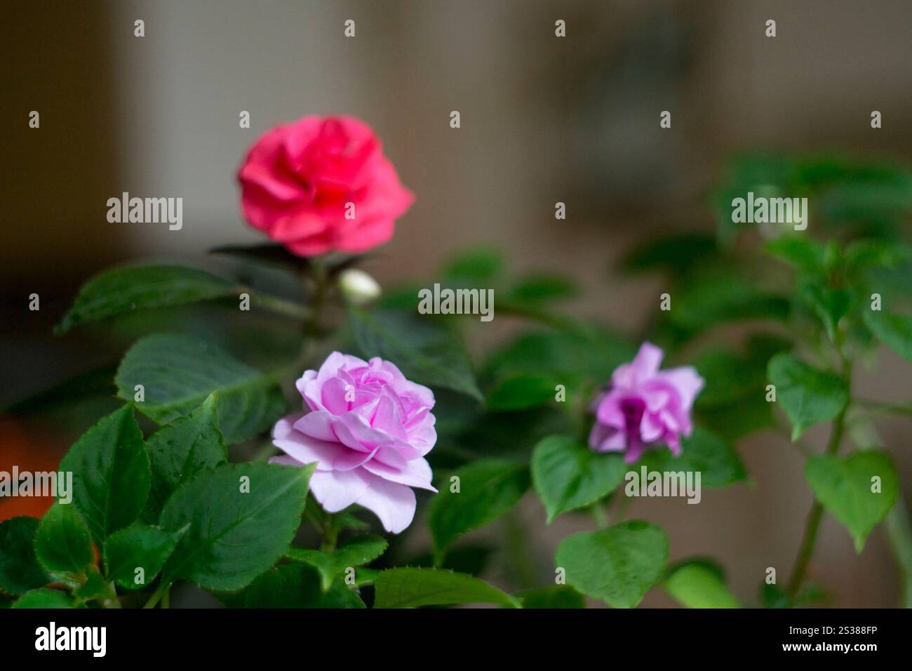 Indoor flowers, small roses, blurred background Stock Photo - Alamy