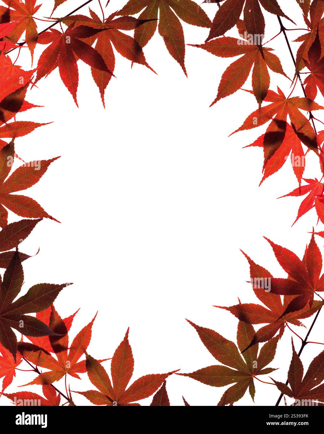 Autumn leaves isolated on white background Stock Photo - Alamy