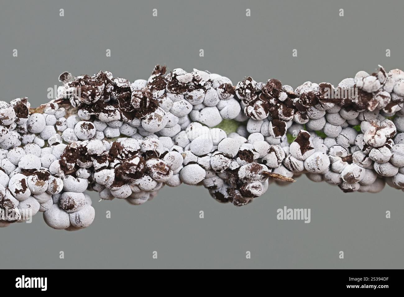 Diderma Diderma spumarioides, slime mold from Finland, no common English name ...