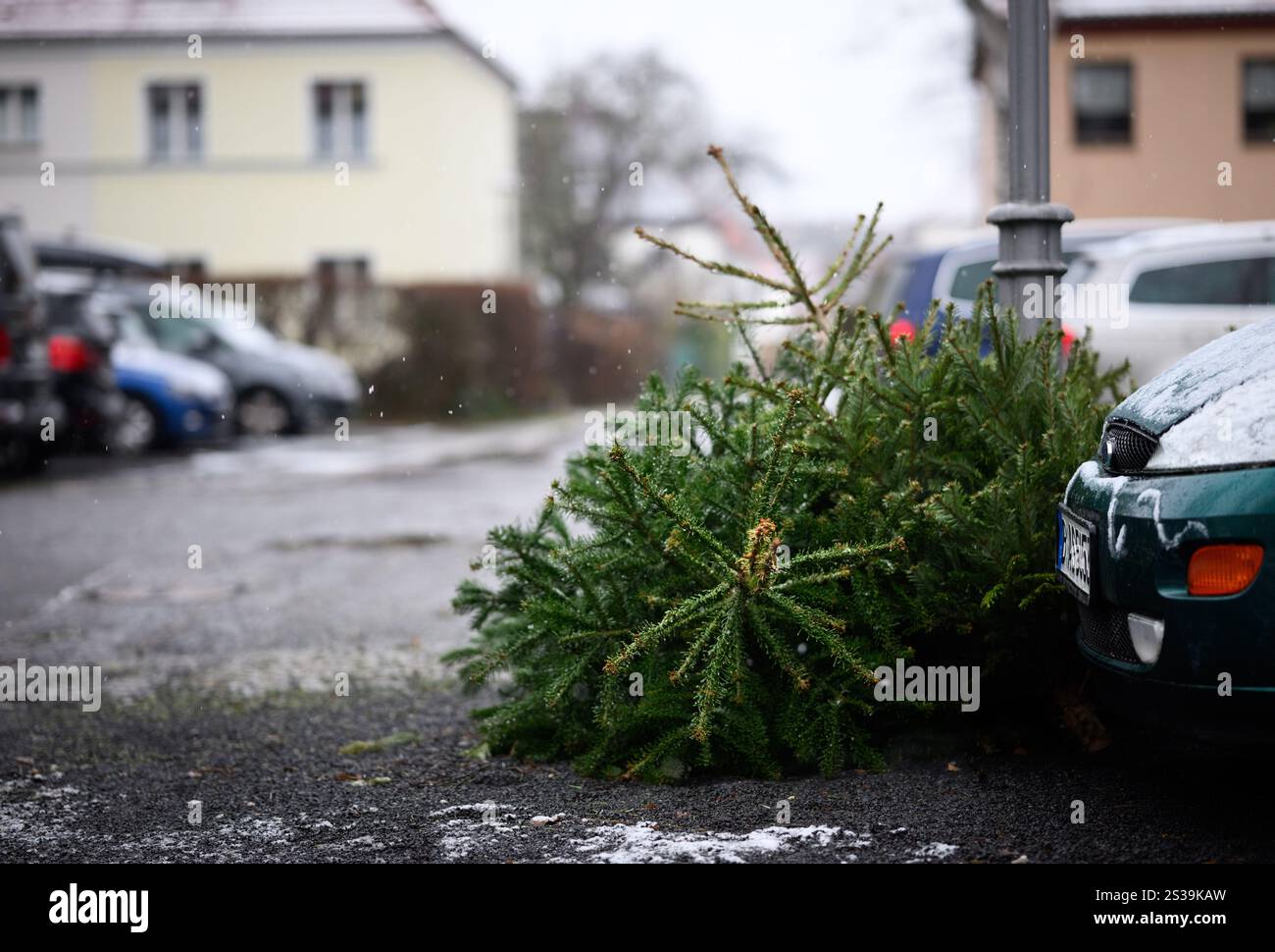09 January 2025, Berlin Christmas trees lying by a lamppost in