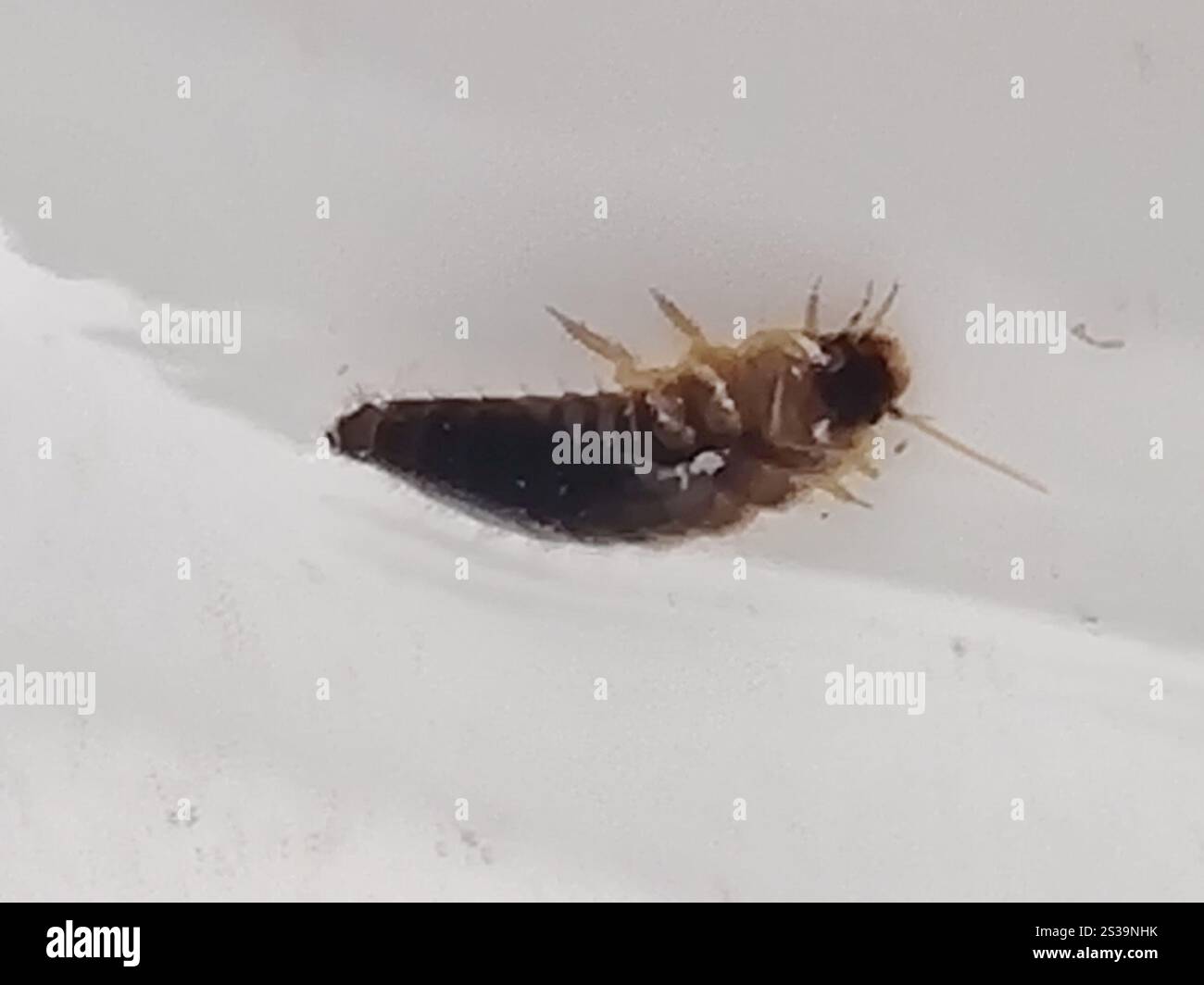 Marsh Beetles (Scirtidae Stock Photo - Alamy