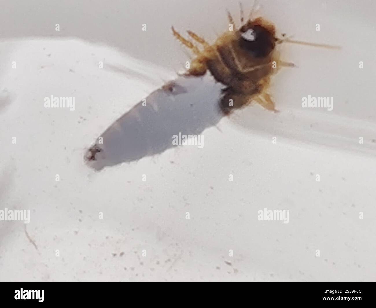 Marsh Beetles (Scirtidae Stock Photo - Alamy