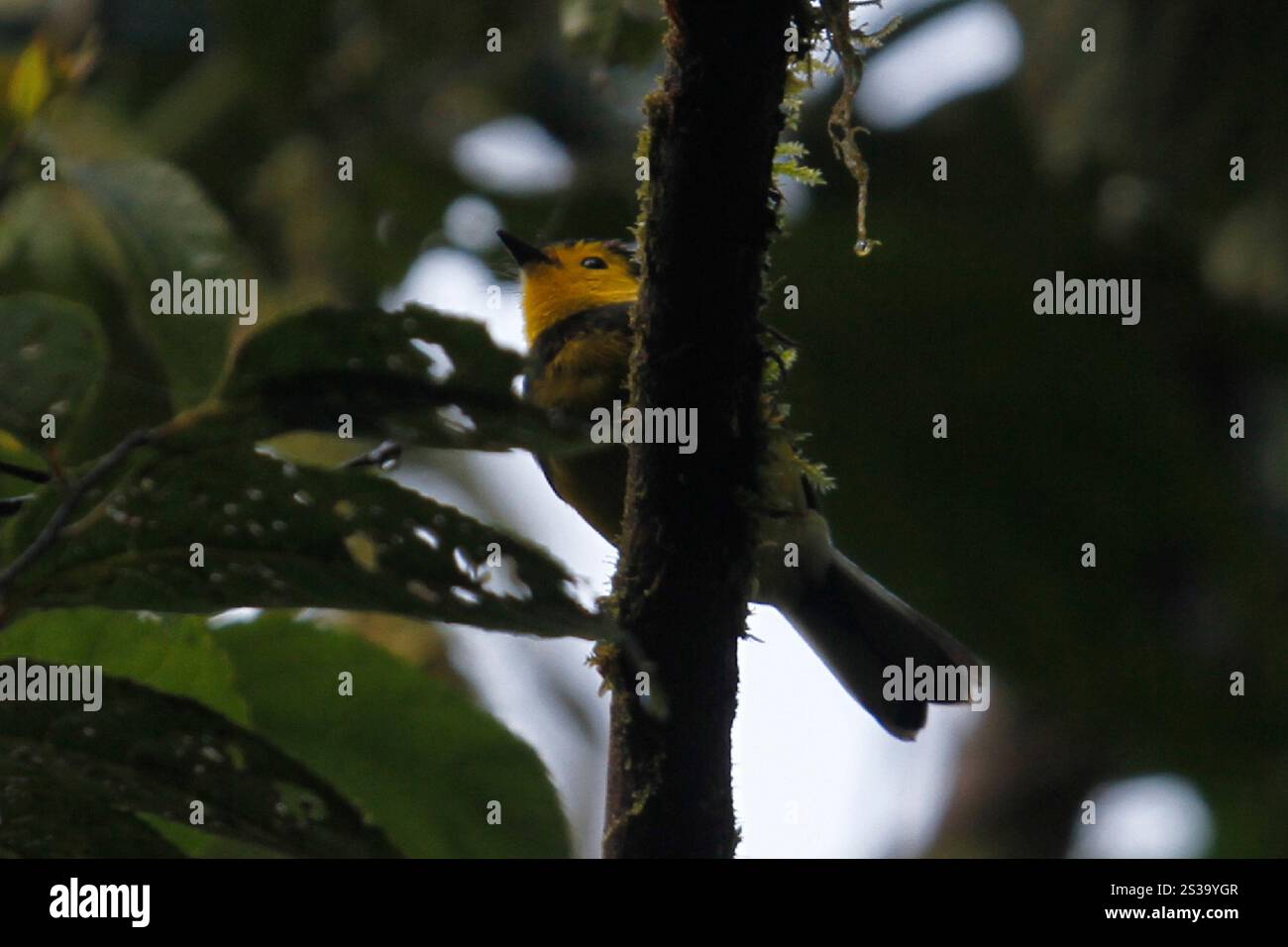 Myioborus torquatus hi-res stock photography and images - Alamy
