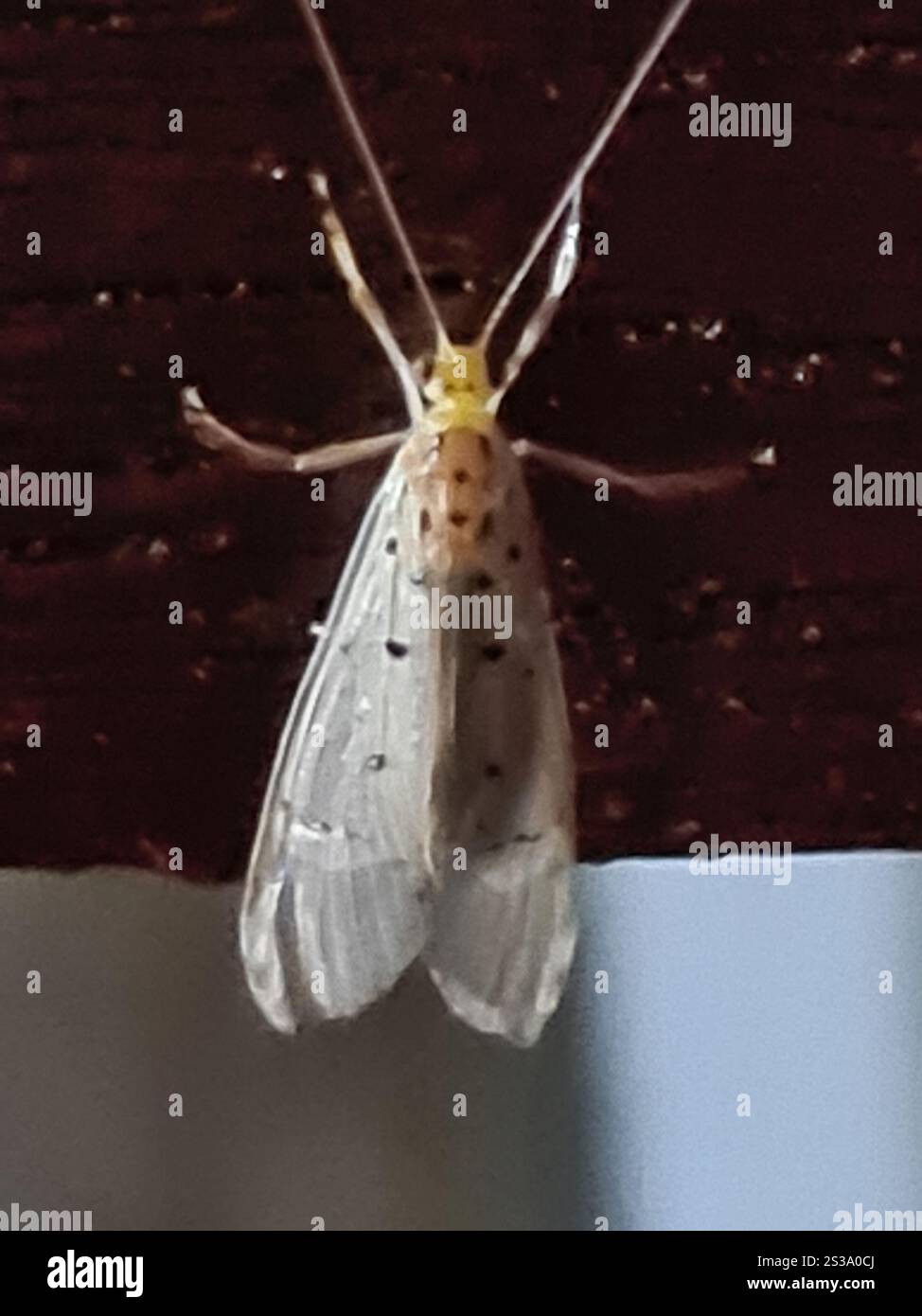 One Winged Insect Winged and Once-winged Insects (Pterygota Stock Photo - Alamy