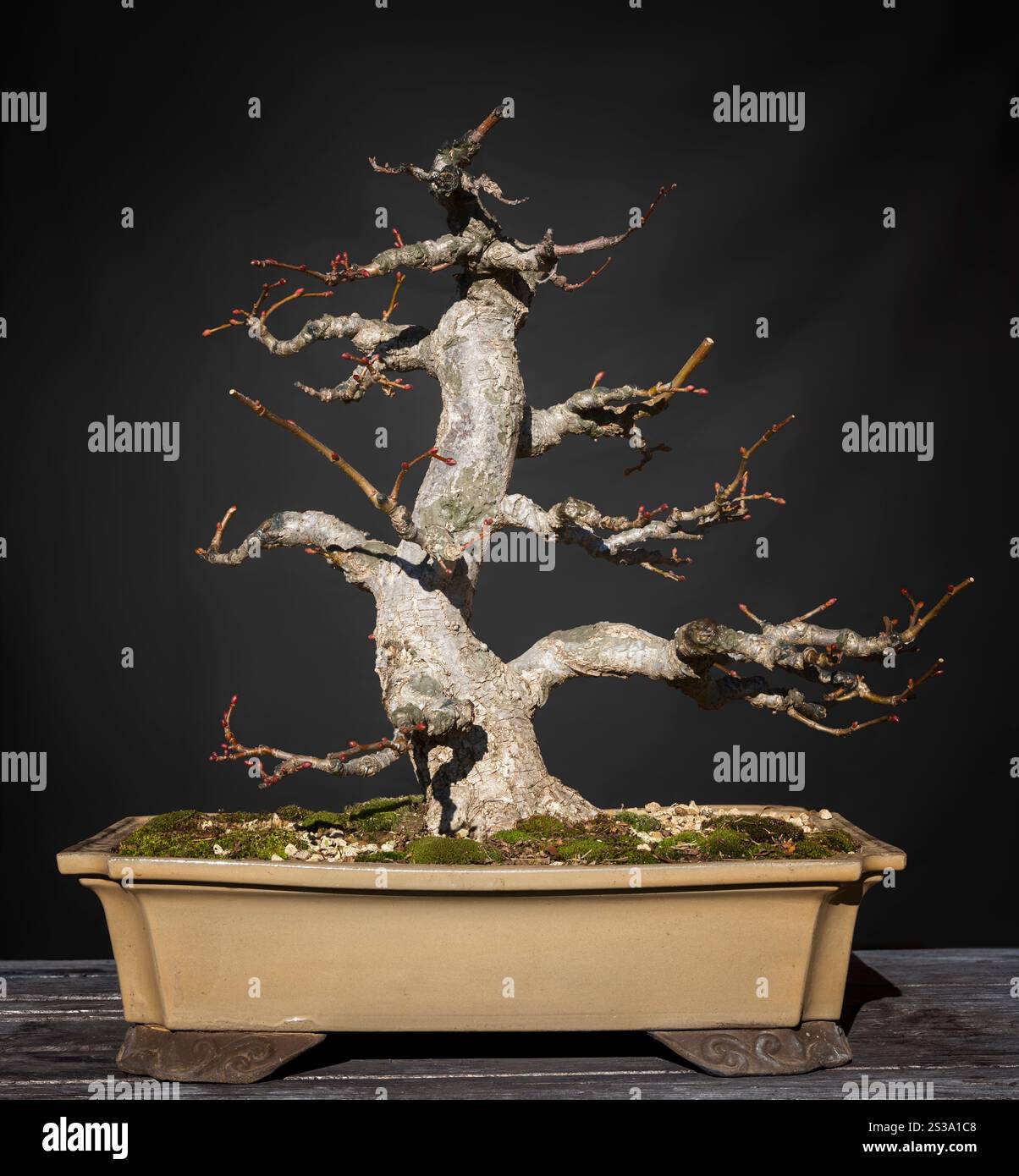 Bonsai lime hi-res stock photography and images - Alamy