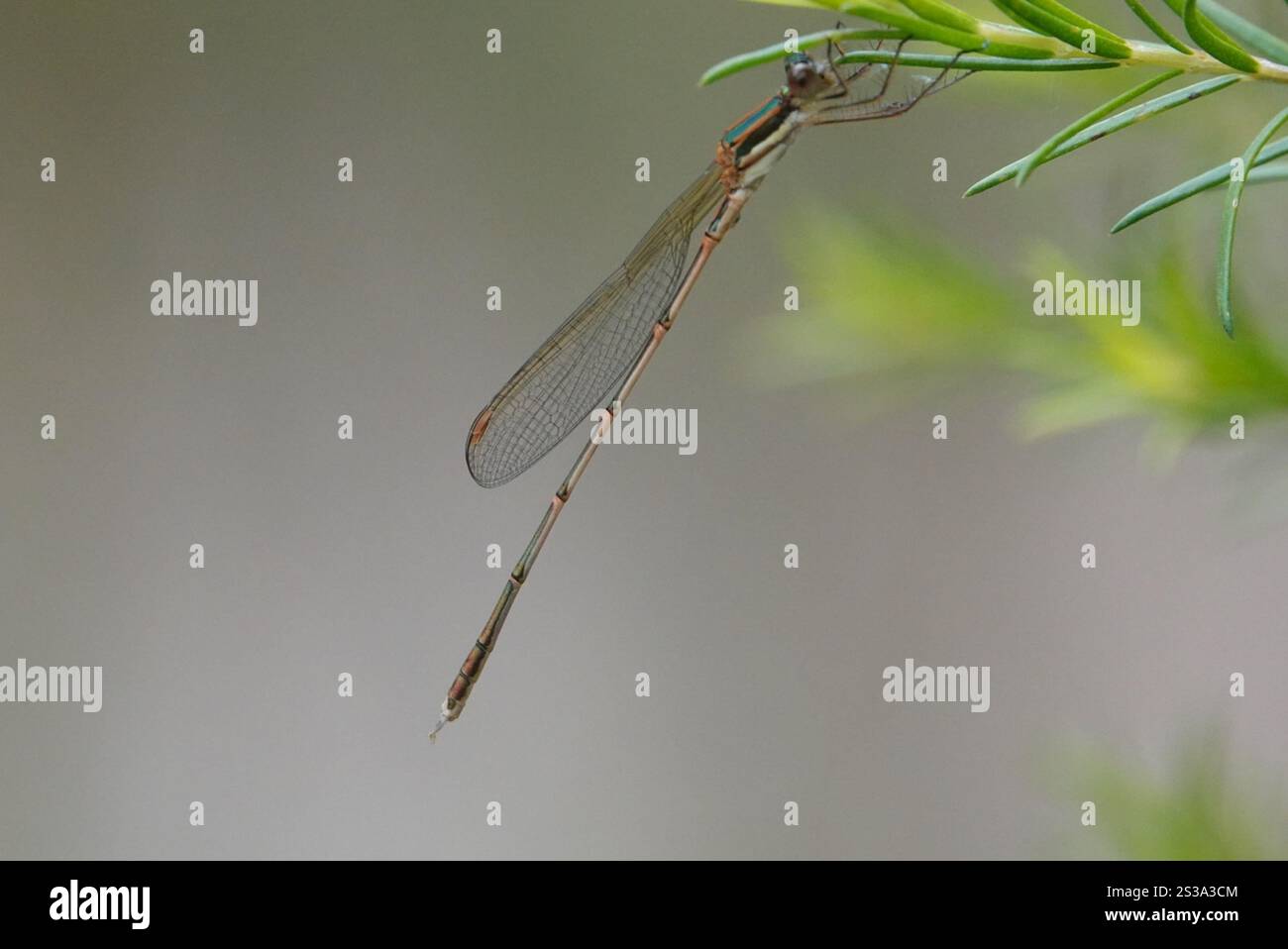 Slender Ringtail (Austrolestes analis Stock Photo - Alamy