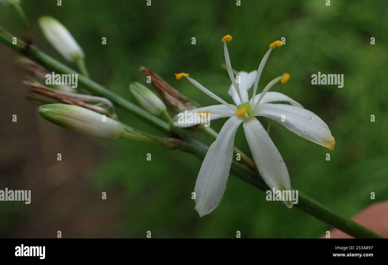 Grass Lilies (Chlorophytum Stock Photo - Alamy