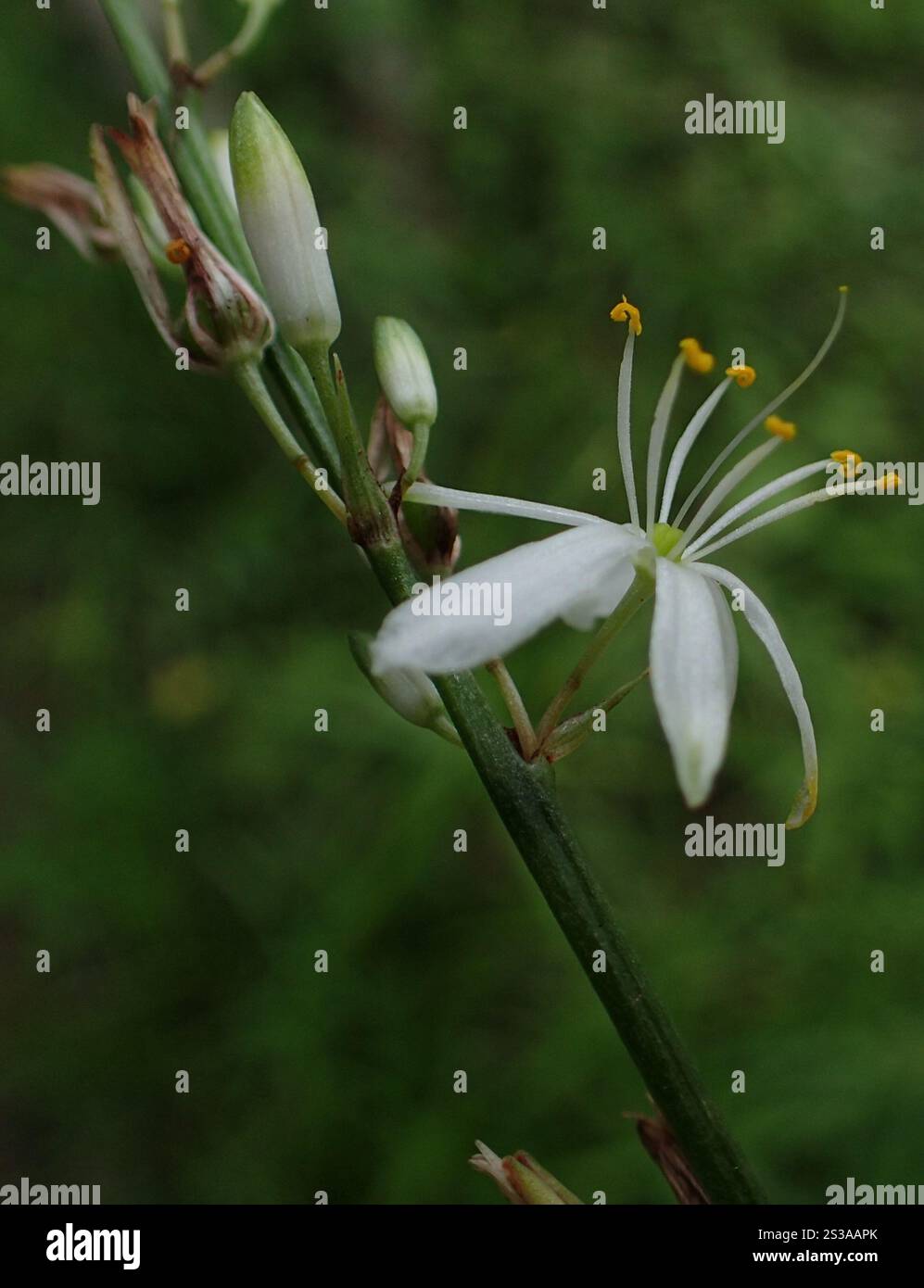 Grass Lilies (Chlorophytum Stock Photo - Alamy