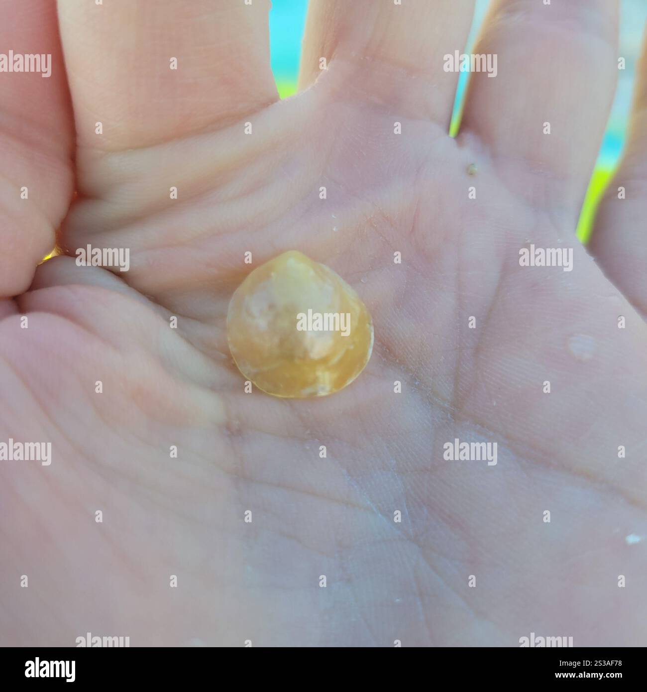Common Jingle (Anomia simplex Stock Photo - Alamy