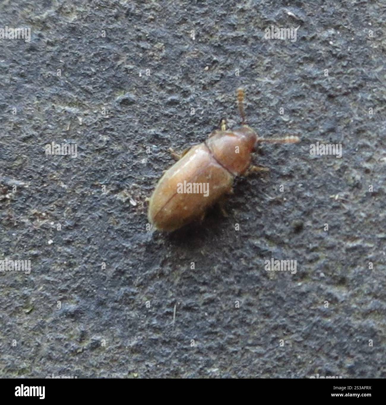 Hairy fungus beetle hi-res stock photography and images - Alamy