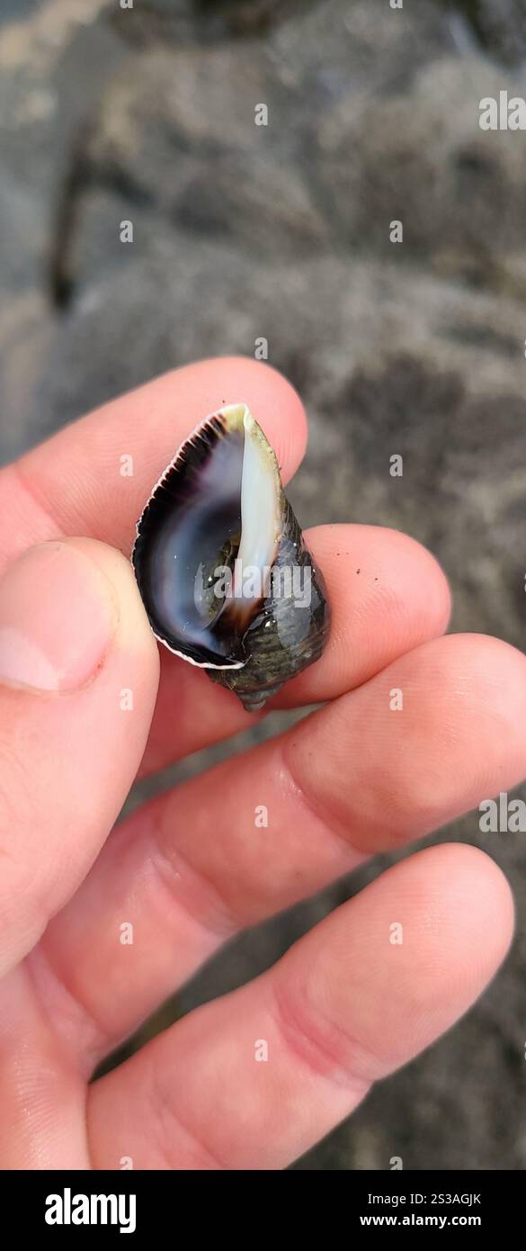 Dark Rock Shell (Haustrum haustorium Stock Photo - Alamy