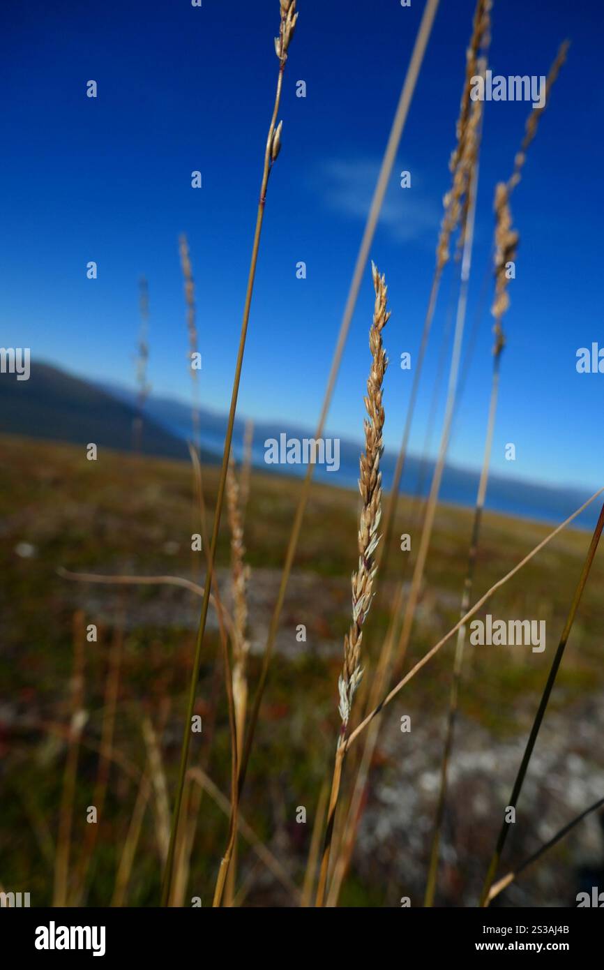 A Small Reed Scandinavian Small-reed (Calamagrostis purpurea Stock Photo - Alamy