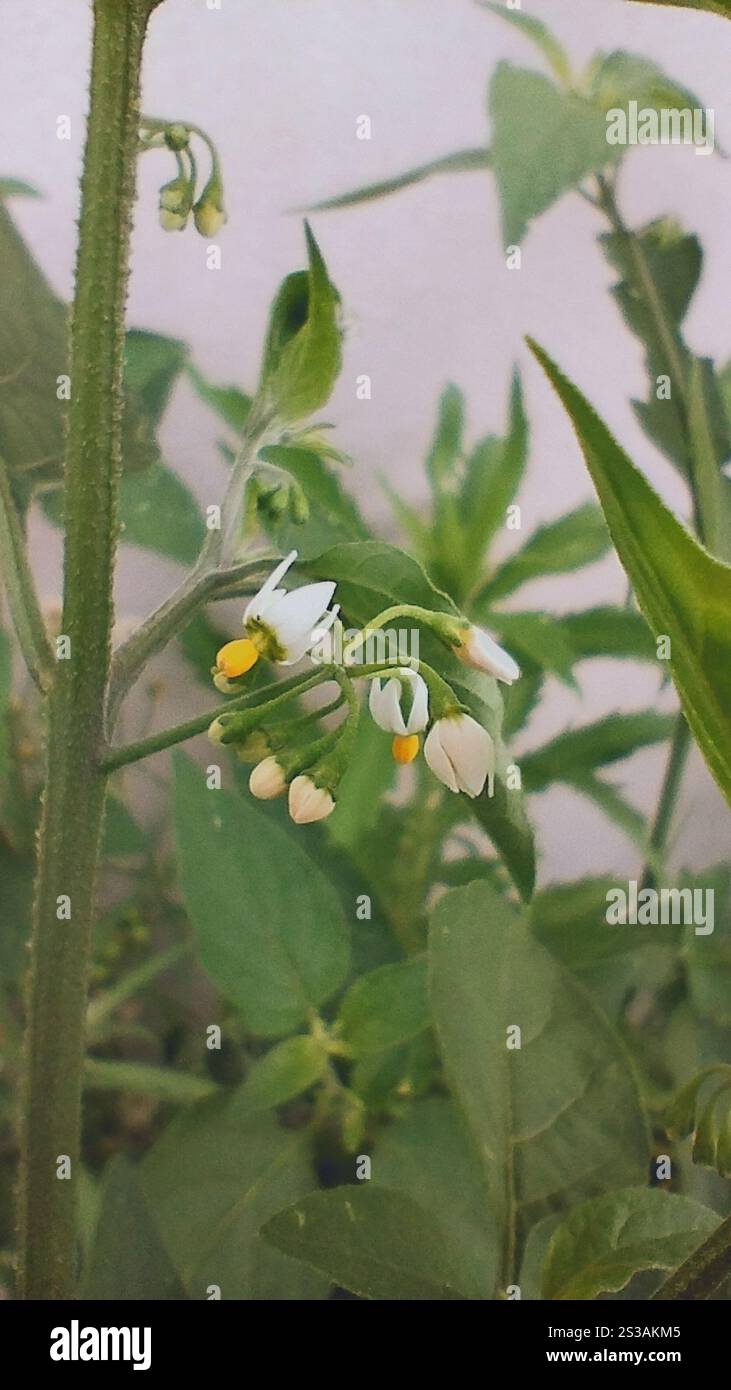 American black nightshade (Solanum americanum Stock Photo - Alamy