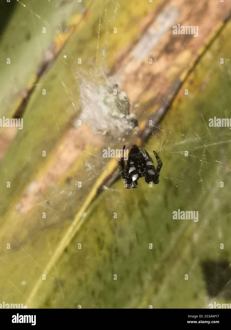 Tropical Tent-web Spider (Cyrtophora citricola Stock Photo - Alamy