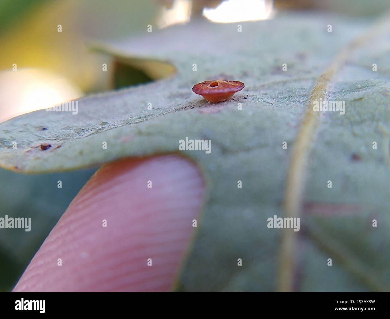 Parmula Disc Gall Wasp (Feron parmula Stock Photo - Alamy