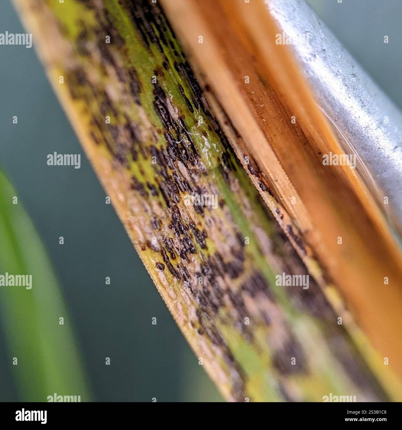 rust fungi (Pucciniales Stock Photo - Alamy