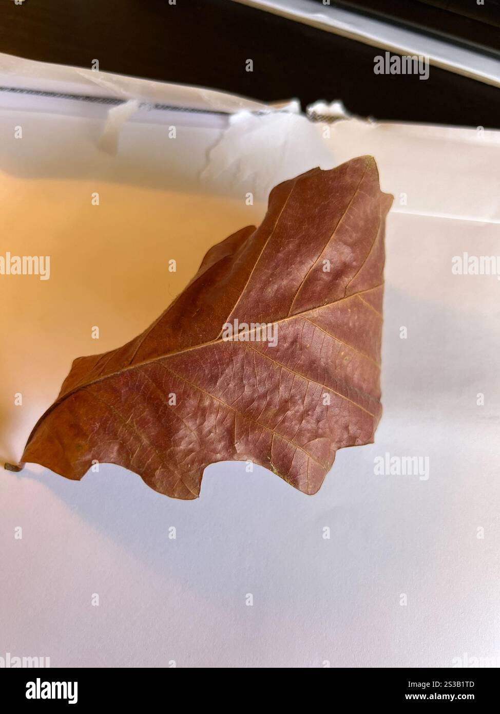 swamp white oak (Quercus bicolor Stock Photo - Alamy