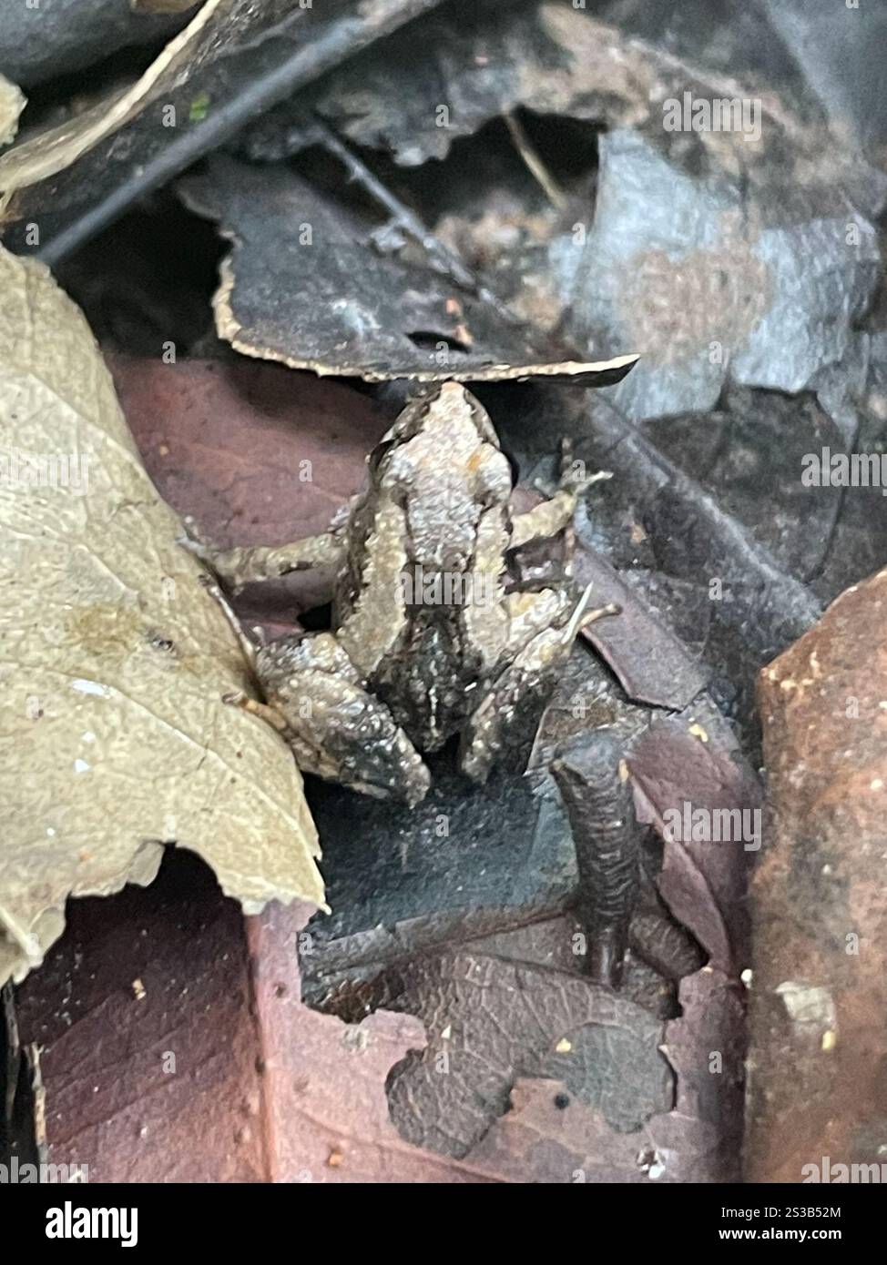 Frogs and Toads (Anura Stock Photo - Alamy