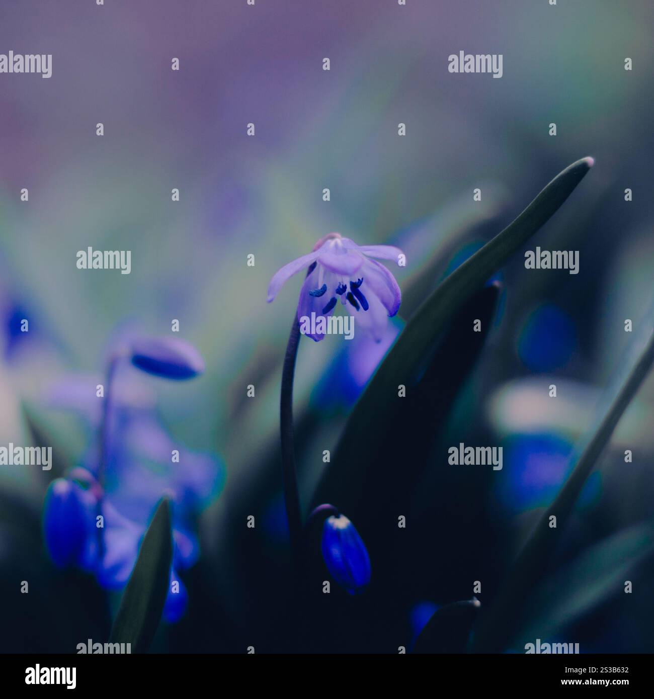 Purple Spring Splendor In the early days of spring, the stunning purple blooms of scylla add ...
