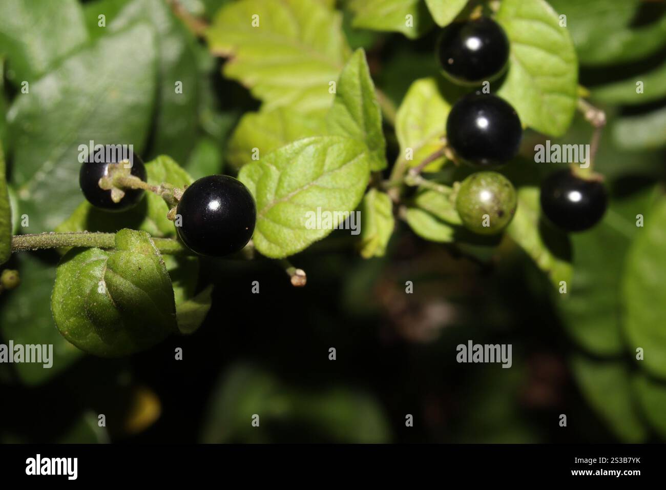 American black nightshade (Solanum americanum Stock Photo - Alamy