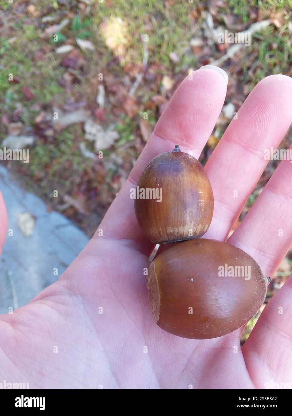 swamp chestnut oak (Quercus michauxii Stock Photo - Alamy