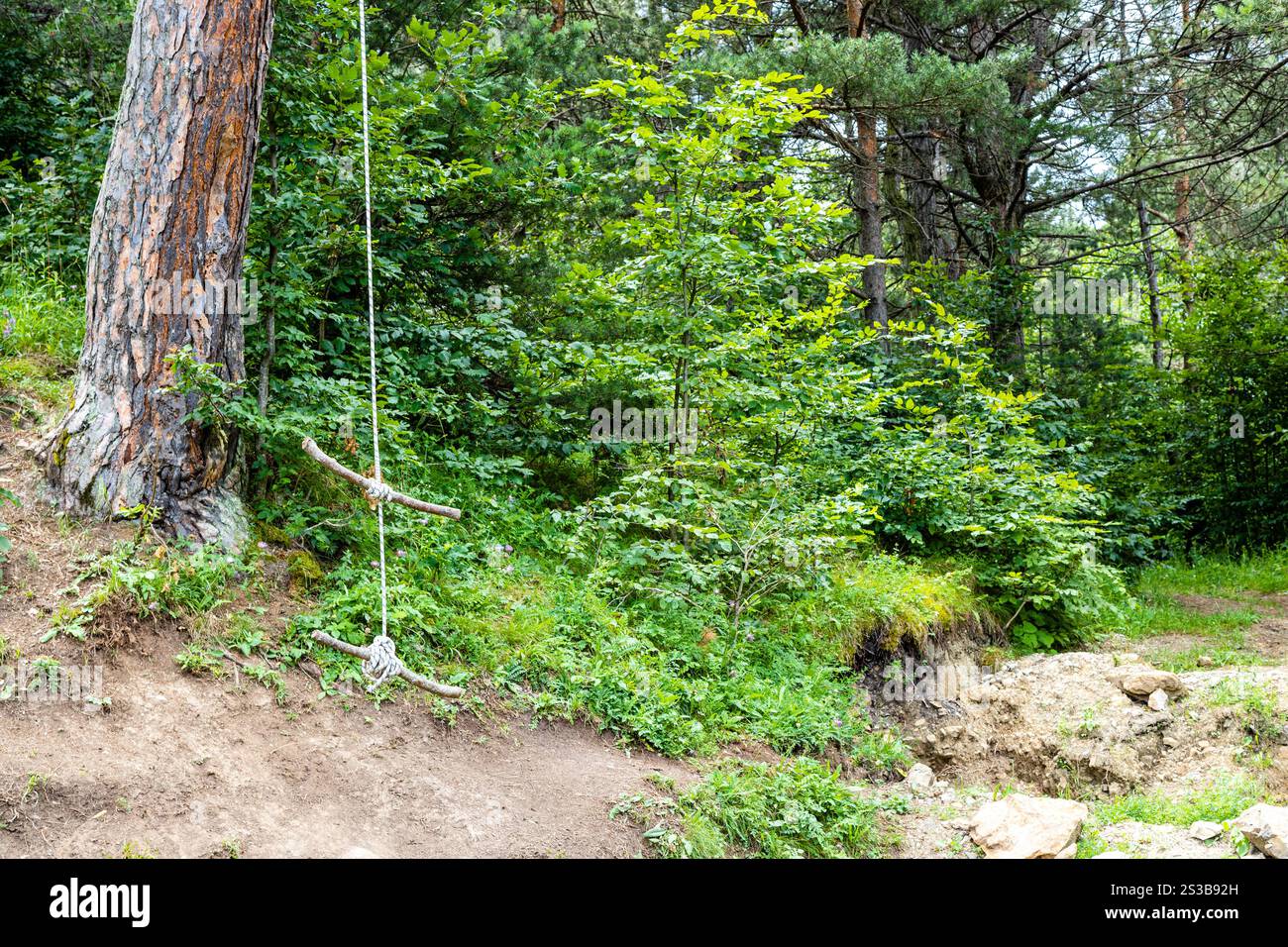 wooden bungee swing on pine tree in mountain forest on Transcaucasian ...