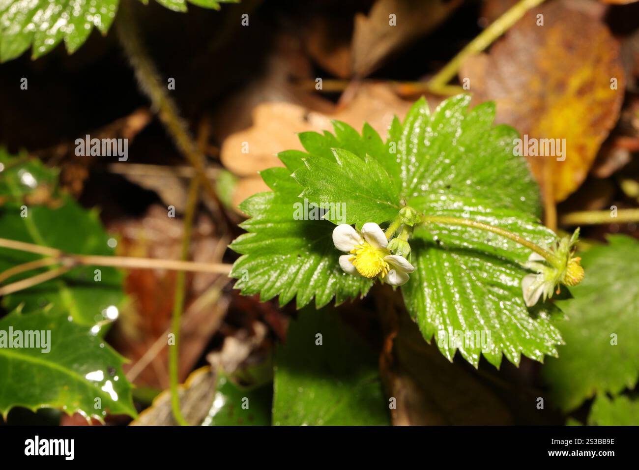 woodland strawberry (Fragaria vesca Stock Photo - Alamy