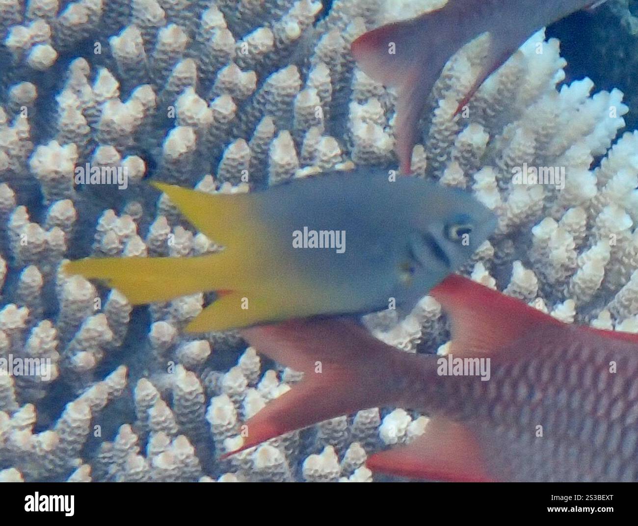 Picture Idea: Indo Pacific Yellowtail Damsel Neoglyphidodon Nigroris Stock Photo