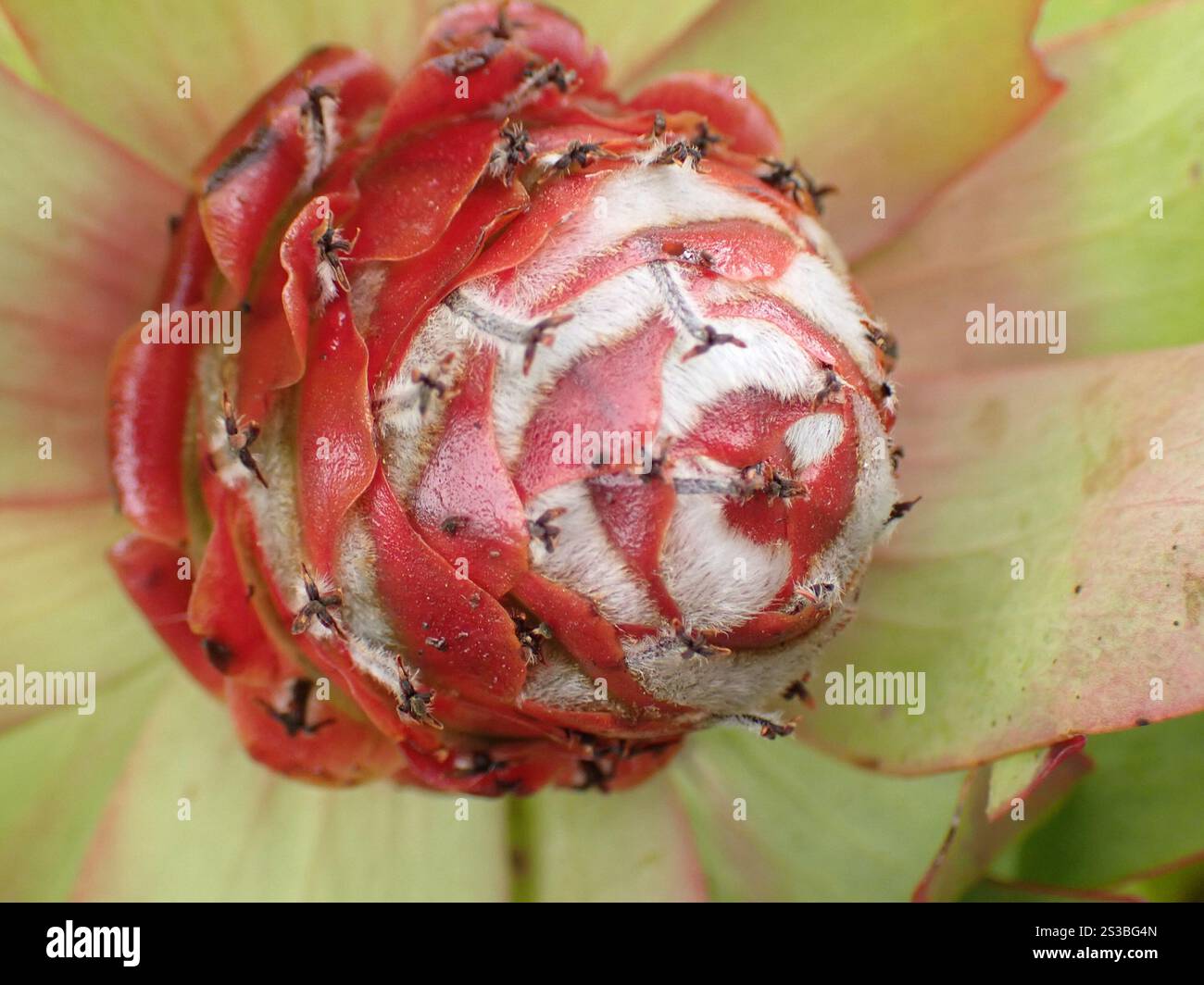 Spicy Conebush (Leucadendron tinctum) Stock Photo