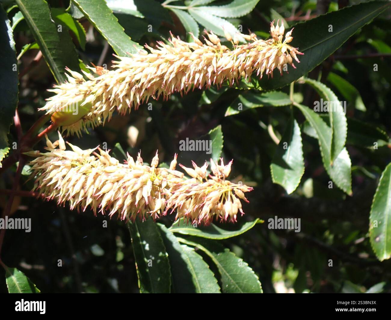 butterspoon tree (Cunonia capensis Stock Photo - Alamy
