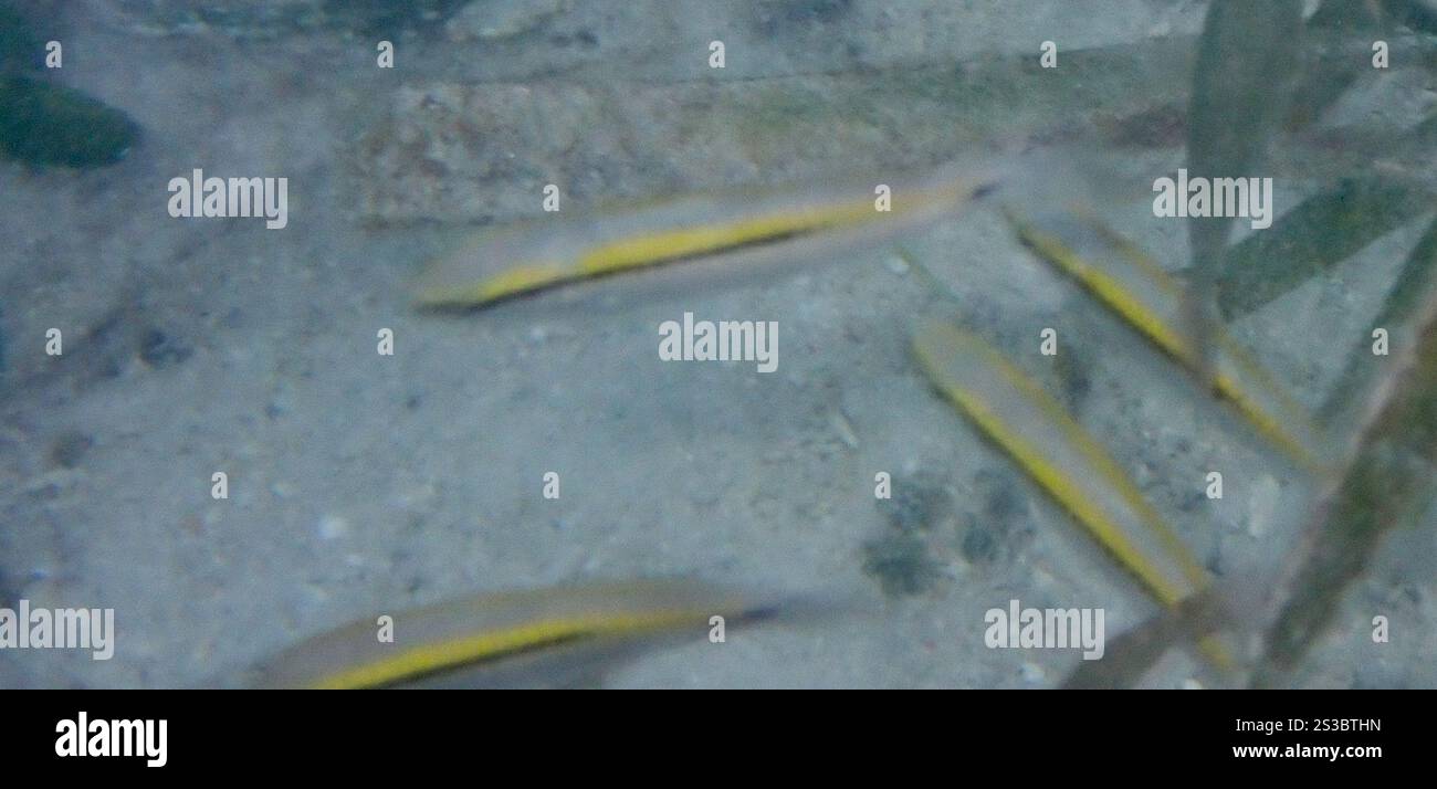 Ray-finned Fishes (Actinopterygii Stock Photo - Alamy